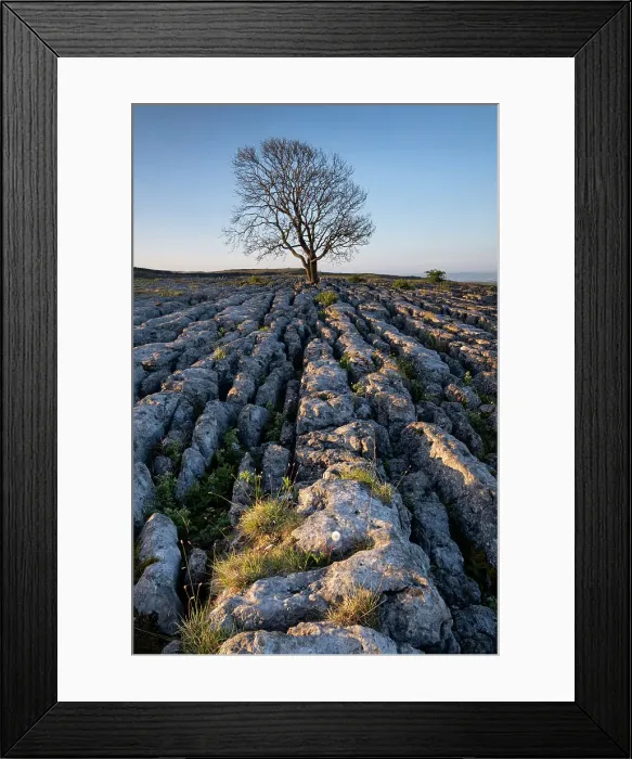 Framed Print : Lone bare Ash Tree on Limestone Pavement, Malham Lings, Yorkshire Dales National Park, Yorkshire, England, United Kingdom, Europe Framed Print : Lone bare Ash Tree on Limestone Pavement, Malham Lings, Yorkshire Dales National Park, Yorkshire, England, United Kingdom, Europe