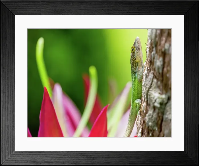 Framed Print : Antiguan Anole lizard (Anolis Leachii) in Smiths, Bermuda, Atlantic, North America Framed Print : Antiguan Anole lizard (Anolis Leachii) in Smiths, Bermuda, Atlantic, North America