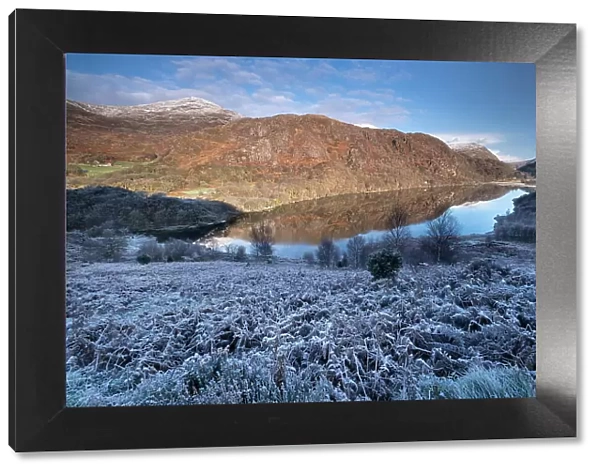 Frost covered Bracken above Llyn Dinas in winter, near Beddgelert, Snowdonia National Park (Eryri), North Wales, United Kingdom, Europe