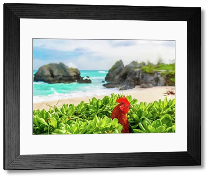 Framed Print : Feral rooster at Warwick Long Bay beach, South Shore, Bermuda, Atlantic, North America Framed Print : Feral rooster at Warwick Long Bay beach, South Shore, Bermuda, Atlantic, North America