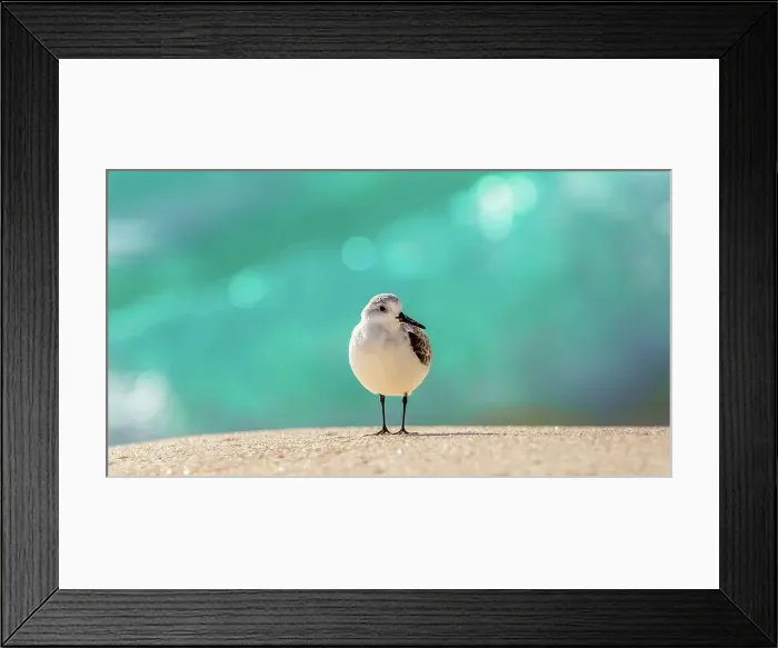 Framed Print : Sandpiper (Scolopacidae), a common wading bird, Bermuda, Atlantic, North America Framed Print : Sandpiper (Scolopacidae), a common wading bird, Bermuda, Atlantic, North America