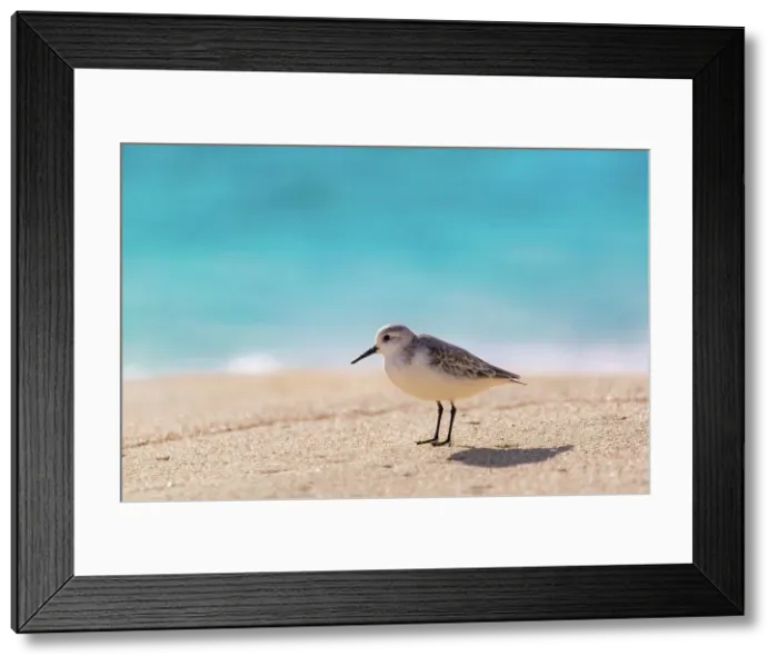 Framed Print : Sandpiper (Scolopacidae), a common wading bird, Bermuda, Atlantic, North America Framed Print : Sandpiper (Scolopacidae), a common wading bird, Bermuda, Atlantic, North America