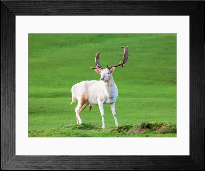 Framed Print : Fallow deer at Knole House, near Sevenoaks. Kent, England, United Kingdom, Europe Framed Print : Fallow deer at Knole House, near Sevenoaks. Kent, England, United Kingdom, Europe