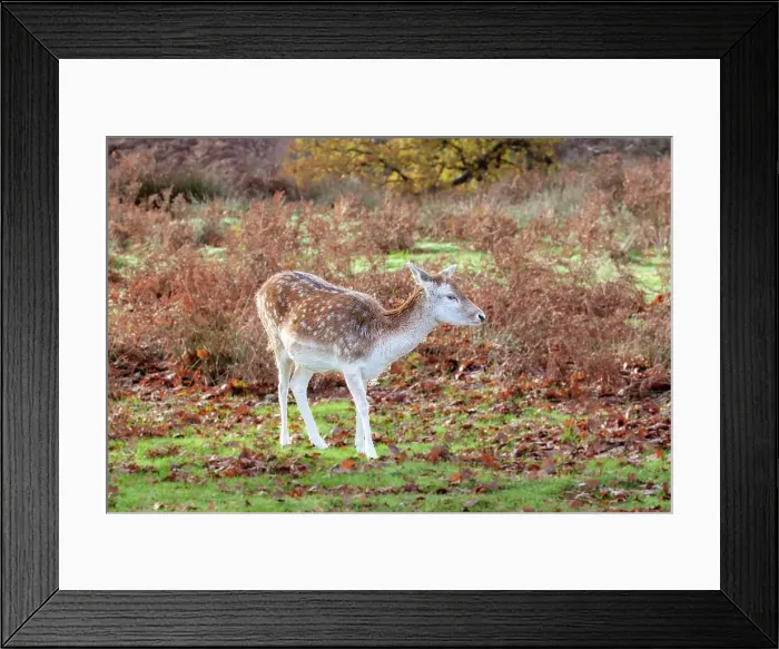 Framed Print : Fallow Deer at Knole Park, near Sevenoaks, Kent, England, United Kingdom, Europe Framed Print : Fallow Deer at Knole Park, near Sevenoaks, Kent, England, United Kingdom, Europe