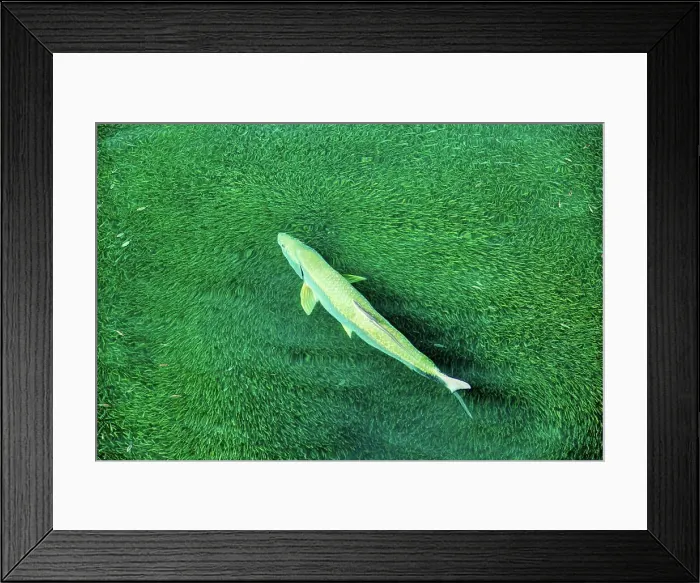 Framed Print : Tarpon (Megalops Atlanticus) chasing fry in Bailey's Bay, Bermuda, Atlantic, North America Framed Print : Tarpon (Megalops Atlanticus) chasing fry in Bailey's Bay, Bermuda, Atlantic, North America