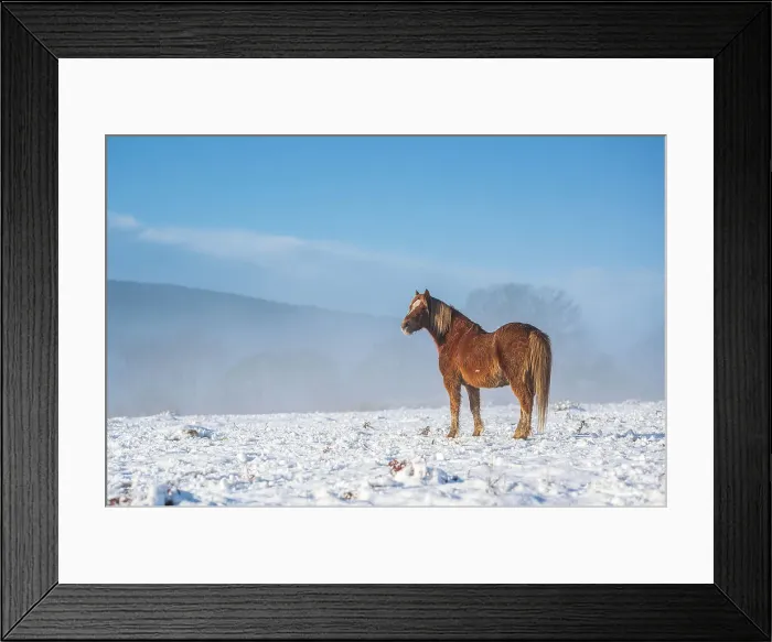 Framed Print : A single wild brown horse stands in a snowy landscape, United Kingdom, Europe Framed Print : A single wild brown horse stands in a snowy landscape, United Kingdom, Europe