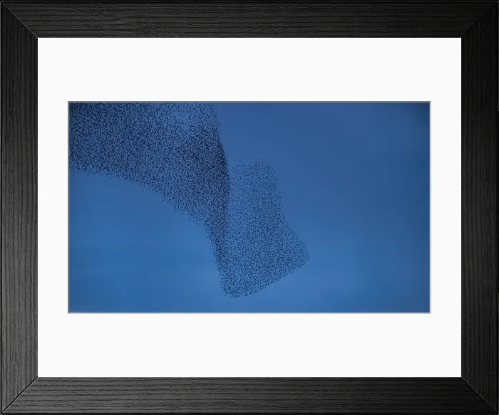 Framed Print : Murmuration of Starlings at dusk, Cumbrian Coast, Cumbria, England, United Kingdom, Europe Framed Print : Murmuration of Starlings at dusk, Cumbrian Coast, Cumbria, England, United Kingdom, Europe