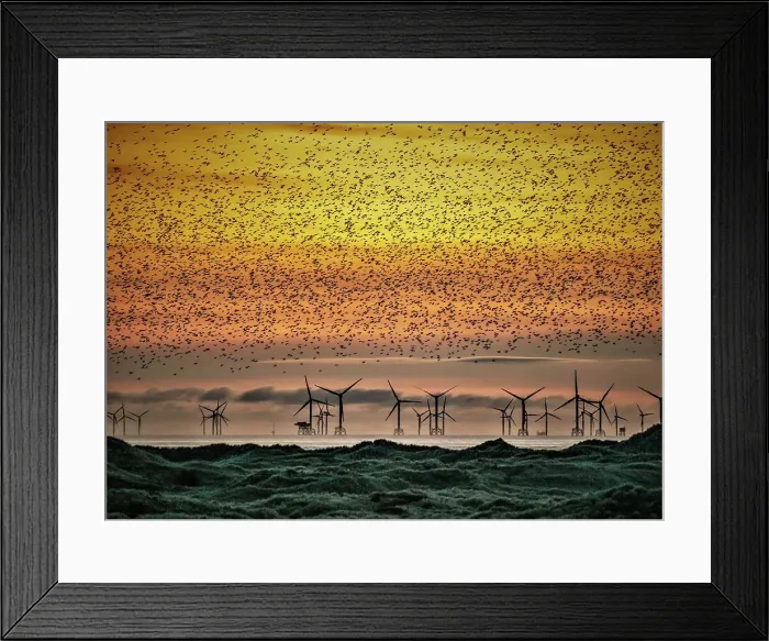 Framed Print : Sandscale Haws National Nature Reserve, starlings at sunset towards the Irish Sea and the distant Walney Offshore Wind Farm, Cumbria, England, United Kingdom, Europe Framed Print : Sandscale Haws National Nature Reserve, starlings at sunset towards the Irish Sea and the distant Walney Offshore Wind Farm, Cumbria, England, United Kingdom, Europe