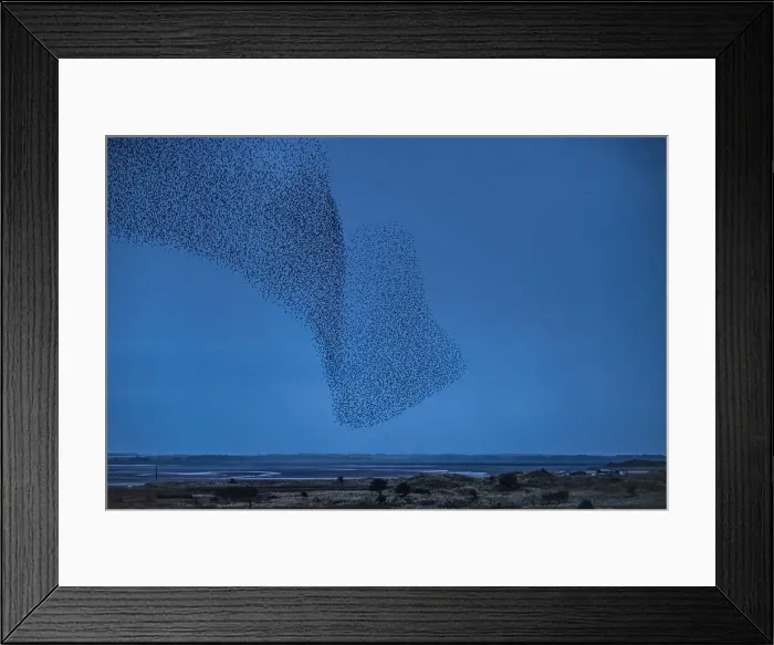 Framed Print : Murmuration of Starlings at dusk, Sandscale Haws National Nature Reserve, Cumbrian Coast, Cumbria, England, United Kingdom, Europe Framed Print : Murmuration of Starlings at dusk, Sandscale Haws National Nature Reserve, Cumbrian Coast, Cumbria, England, United Kingdom, Europe