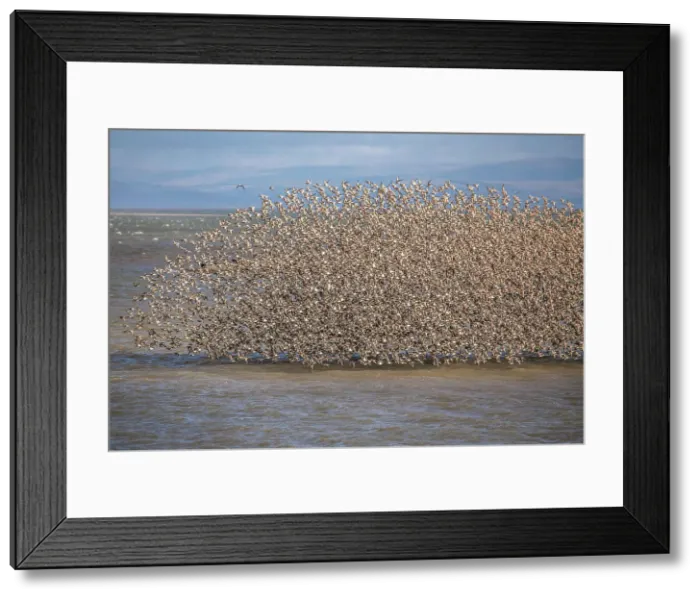 Framed Print : Knot and Tern from South Walney Nature Reserve on the Cumbrian Coast, Cumbria, England, United Kingdom, Europe Framed Print : Knot and Tern from South Walney Nature Reserve on the Cumbrian Coast, Cumbria, England, United Kingdom, Europe