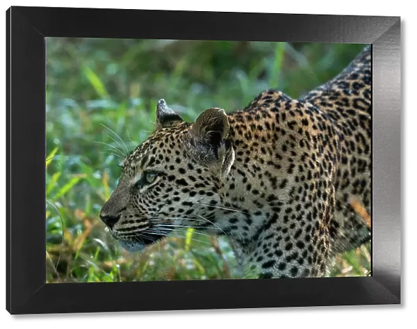 Leopard (Panthera pardus), Sabi Sands Game Reserve, South Africa, Africa