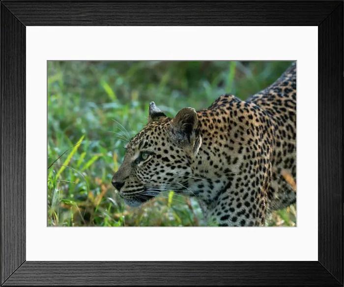 Framed Print : Leopard (Panthera pardus), Sabi Sands Game Reserve, South Africa, Africa Framed Print : Leopard (Panthera pardus), Sabi Sands Game Reserve, South Africa, Africa