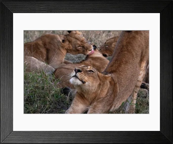 Framed Print : Lioness (Panthera leo), Sabi Sands Game Reserve, South Africa, Africa Framed Print : Lioness (Panthera leo), Sabi Sands Game Reserve, South Africa, Africa