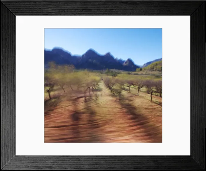 Framed Print : Walnut grove, Mallorca, Balearic Islands, Spain, Europe Framed Print : Walnut grove, Mallorca, Balearic Islands, Spain, Europe