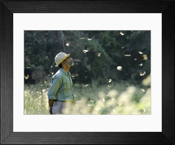 Framed Print : Migration of butterflies, Chimmini Sactuary, Thrissur, Kerala, India, Asia Framed Print : Migration of butterflies, Chimmini Sactuary, Thrissur, Kerala, India, Asia