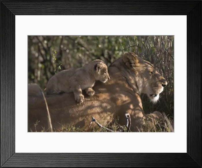 Framed Print : Lioness and cub (Panthera leo), Masai Mara National Reserve, Kenya, East Africa, Africa Framed Print : Lioness and cub (Panthera leo), Masai Mara National Reserve, Kenya, East Africa, Africa