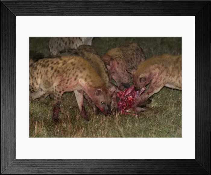 Framed Print : Spotted hyaena eating wildebeest kill (Crocuta crocuta), Masai Mara National Reserve Framed Print : Spotted hyaena eating wildebeest kill (Crocuta crocuta), Masai Mara National Reserve