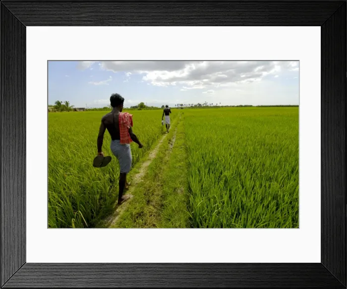 Framed Print : Paddy fields, Kundakulam, Tamil Nadu, India Framed Print : Paddy fields, Kundakulam, Tamil Nadu, India