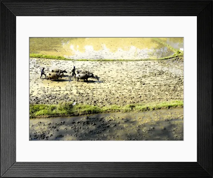 Framed Print : Paddy fields, Coorg, Karnataka, India Framed Print : Paddy fields, Coorg, Karnataka, India