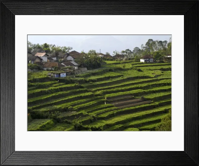 Framed Print : Terrace fields on farms, Koviloor, near Munnar, Kerala, India Framed Print : Terrace fields on farms, Koviloor, near Munnar, Kerala, India