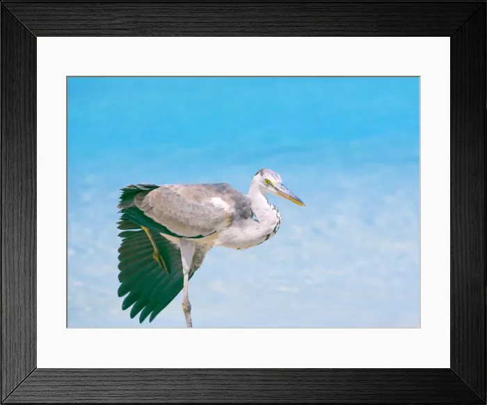 Framed Print : Blue heron, Maldives, Indian Ocean, Asia Framed Print : Blue heron, Maldives, Indian Ocean, Asia