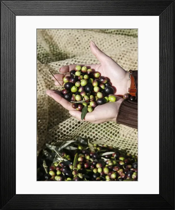 Framed Print : Olive picking, Italy, Europe Framed Print : Olive picking, Italy, Europe