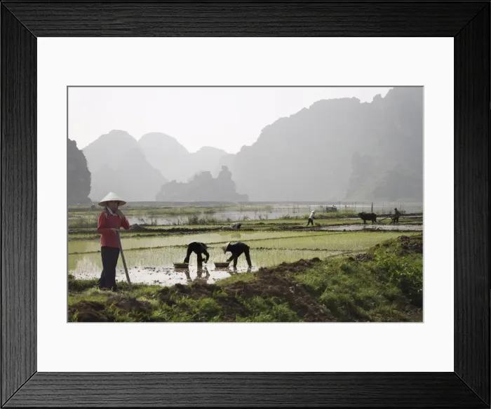 Framed Print : Rice planters working in paddy fields, Vietnam, Indochina, Southeast Asia Framed Print : Rice planters working in paddy fields, Vietnam, Indochina, Southeast Asia