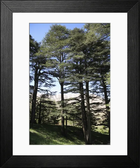 Framed Print : The Cedar Trees of Bcharre, Qadisha Valley (Holy Valley), UNESCO World Heritage Site Framed Print : The Cedar Trees of Bcharre, Qadisha Valley (Holy Valley), UNESCO World Heritage Site