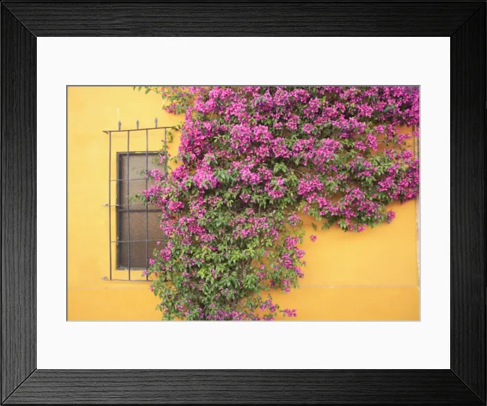 Framed Print : Tequisquipan, Queretaro state, Mexico, North America Framed Print : Tequisquipan, Queretaro state, Mexico, North America
