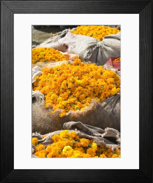 Framed Print : Marigolds tied up in sacking ready for sale, flower market, Bari Chaupar Framed Print : Marigolds tied up in sacking ready for sale, flower market, Bari Chaupar