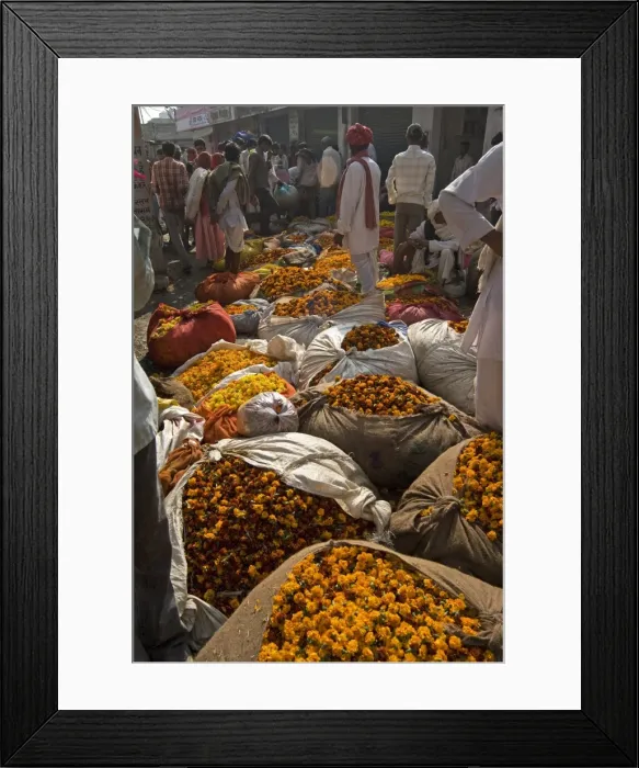 Framed Print : Marigolds tied up in cloth and sacking ready for sale, flower market, Bari Chaupar Framed Print : Marigolds tied up in cloth and sacking ready for sale, flower market, Bari Chaupar