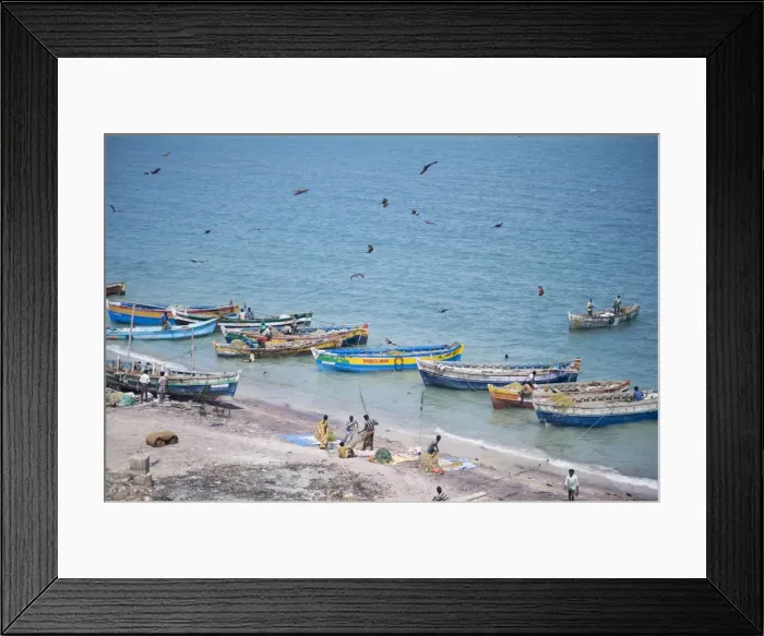Framed Print : Brahmin kites soar over the boats as the mornings catch of fish is unloaded Framed Print : Brahmin kites soar over the boats as the mornings catch of fish is unloaded