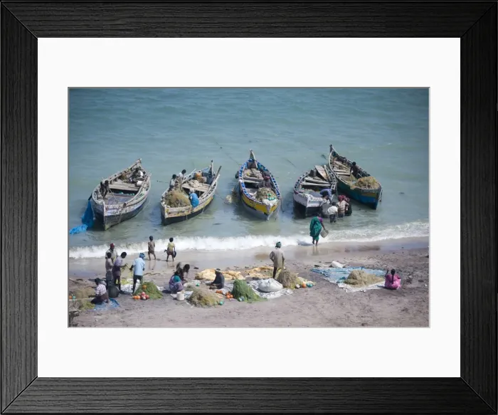 Framed Print : Everybody joins in as the mornings catch of fish is unloaded, Dhanushkodi Framed Print : Everybody joins in as the mornings catch of fish is unloaded, Dhanushkodi