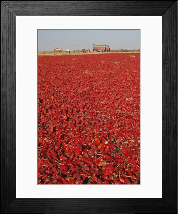 Framed Print : Red chillies laid out to dry in the sun and lorries waiting to be loaded Framed Print : Red chillies laid out to dry in the sun and lorries waiting to be loaded