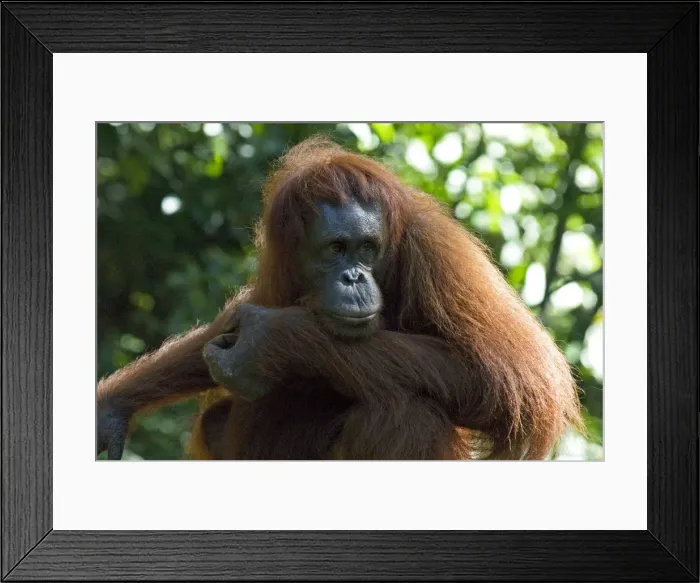 Framed Print : Semi-wild Orang Utan (Pongo pygmaeus) at Semengok Orangutan Sanctuary and Rehabilitation Centre Framed Print : Semi-wild Orang Utan (Pongo pygmaeus) at Semengok Orangutan Sanctuary and Rehabilitation Centre