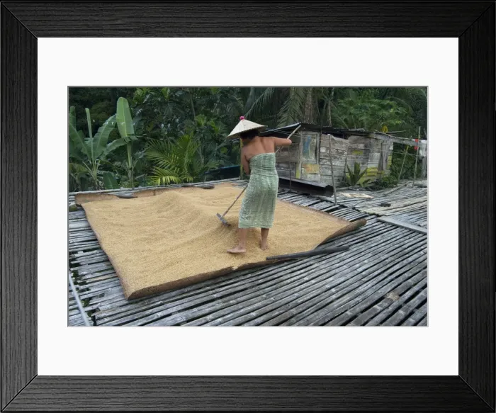 Framed Print : Iban tribeswoman raking through drying rice crop on sacking laid on bamboo longhouse verandah Framed Print : Iban tribeswoman raking through drying rice crop on sacking laid on bamboo longhouse verandah