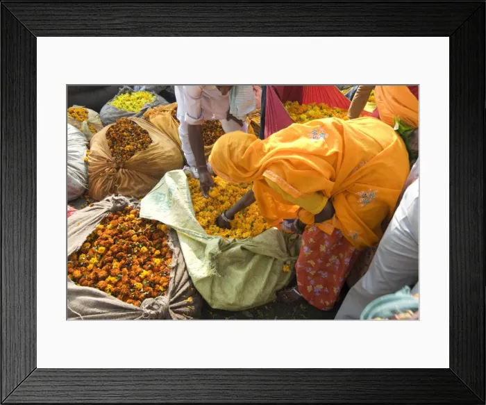 Framed Print : Woman buying marigolds, flower market, Bari Chaupar, Jaipur, Rajasthan, India, Asia Framed Print : Woman buying marigolds, flower market, Bari Chaupar, Jaipur, Rajasthan, India, Asia