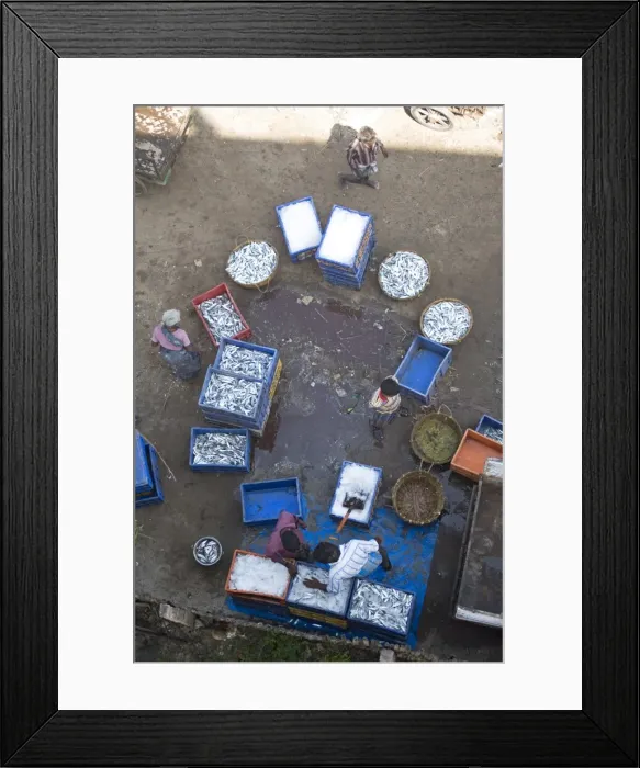Framed Print : AMO1054. Sorting the mornings catch of fish, Dhanushkodi, Tamil Nadu, India, Asia