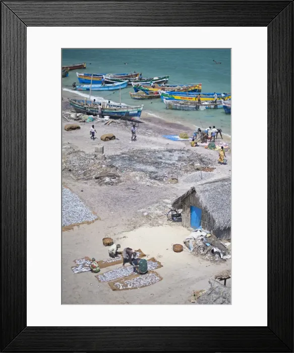 Framed Print : AMO1026. Unloading the mornings catch of fish, Dhanushkodi, Tamil Nadu, India, Asia Framed Print : AMO1026. Unloading the mornings catch of fish, Dhanushkodi, Tamil Nadu, India, Asia