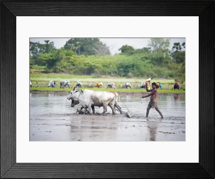 Framed Print : Farmer using cattle to plough rice paddy, rice planters in background, Tiruvannamalai district Framed Print : Farmer using cattle to plough rice paddy, rice planters in background, Tiruvannamalai district