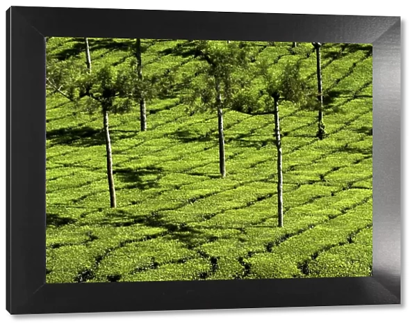 Tea Plantations, Devikulam, near Munnar, India, Asia
