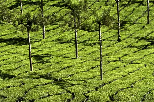 Tea Plantations, Devikulam, near Munnar, India, Asia