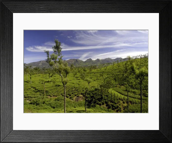 Framed Print : Tea plantations, Devikulam, near Munnar, India, Asia Framed Print : Tea plantations, Devikulam, near Munnar, India, Asia