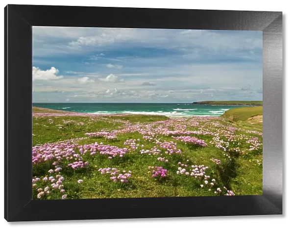Wild flowers and coastline, Isle of Lewis, Outer Hebrides, Sotland, United Kingdom