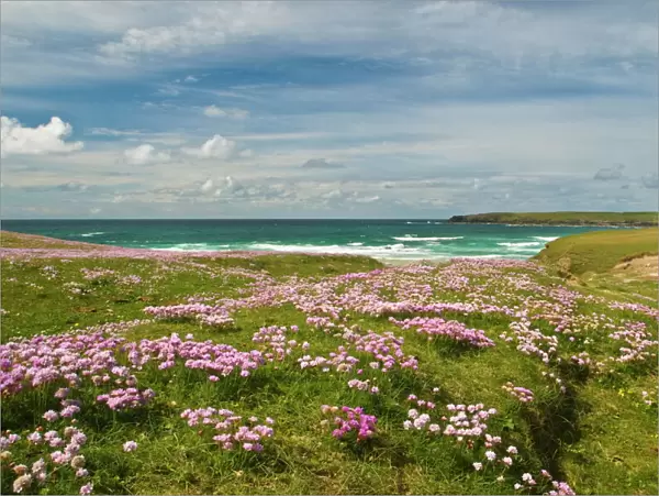 Wild flowers and coastline, Isle of Lewis, Outer Hebrides, Sotland, United Kingdom