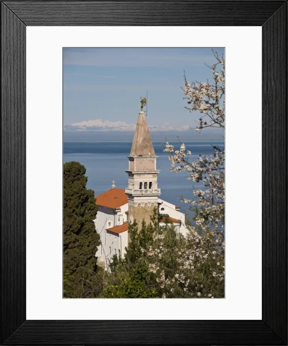 Framed Print : View from a hill overlooking the old town of Piran and St. George Church Framed Print : View from a hill overlooking the old town of Piran and St. George Church