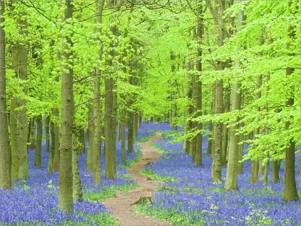 Spring bluebells in beech woodland, Dockey Woods, Buckinghamshire, England