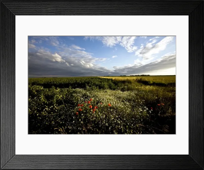 Framed Print : Wild poppies in an open field in Norfolk, England, United Kingdom, Europe Framed Print : Wild poppies in an open field in Norfolk, England, United Kingdom, Europe