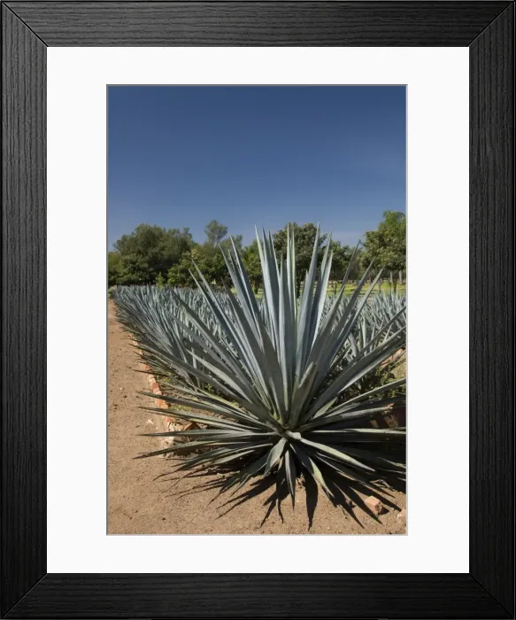 Framed Print : Agave plants from which tequila is made, Hacienda San Jose del Refugio Framed Print : Agave plants from which tequila is made, Hacienda San Jose del Refugio