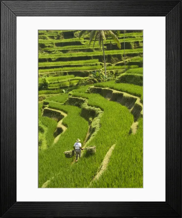 Framed Print : Rice terraces, with Balinese man in foreground working the terraces, near Tegallalang village Framed Print : Rice terraces, with Balinese man in foreground working the terraces, near Tegallalang village